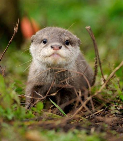 SUPER CUTE BABY OTTER | Otters cute, Cute animals, Baby animals funny