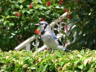 Pretty Blue Jay w/ red flowers | Blue Jay. Picture taken by … | Flickr