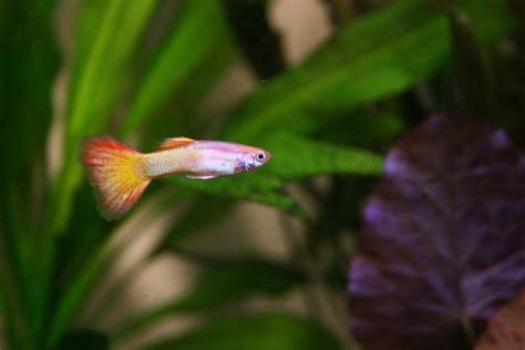 The Top 5 Best Pet Fish of All Time (FRESHWATER) – 2018 | StickPets