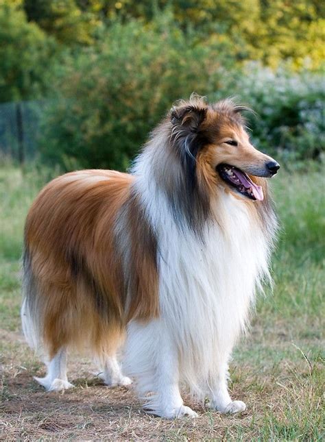 In 1879 the first English Rough Collie was imported to this country ...