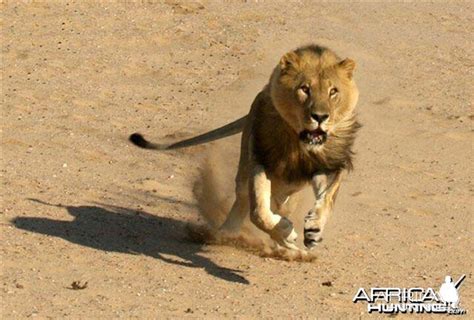 Lion charging vehicle | AfricaHunting.com