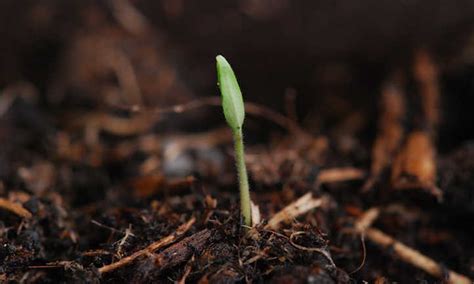 Tomato Germination And You: How It Works - Epic Gardening