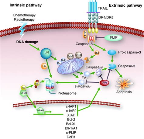 Caspase 9 全能抗体(IF,IHC,IP,WB)，多种实验一个选择！ - 每日生物评论