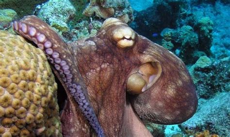 Adaptation without genetic changes help an octopus handle freezing ...