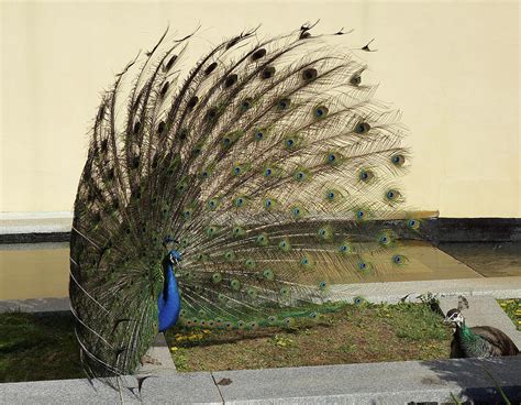 Peacock at the Grounds For Sculpture Photograph by Paul Eggermann - Fine Art America