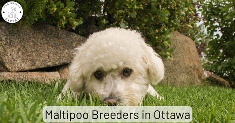 Maltipoo Breeders in Ottawa [2024] | List Of 2 Local Breeders