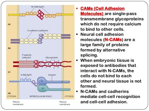 Adhesion molecules