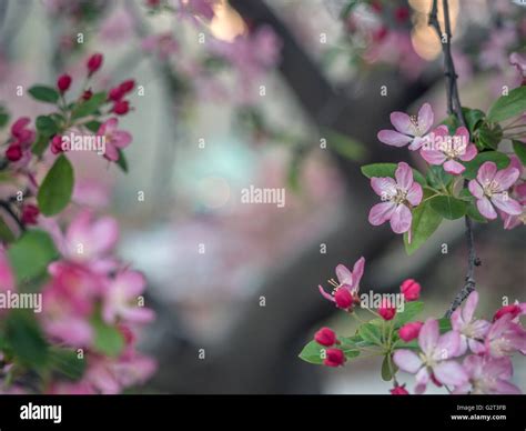 Central Park, New York City in early spring with flowers and trees in ...