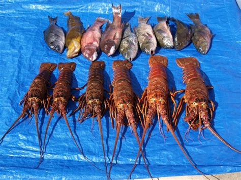 California Spiny Lobster - Pier Fishing in California