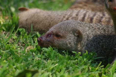 NSF EEID Study - Disease ecology of the social Banded Mongoose - Botswana: Banded Mongoose ...