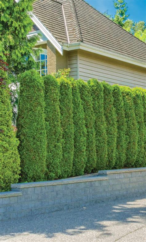 17 Best Trees for Privacy Screen That Grow Fast - Hort Zone