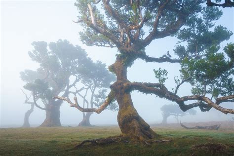 Enchanting Photos of Madeira's Ancient Fanal Forest Filled With 500-Year-Old Trees | Old trees ...