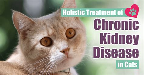 Holistic Treatment of Chronic Kidney Disease in Cats - Boulder Holistic Vet