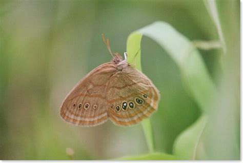 10 Endangered Butterflies and Their Host Plants - Save Our Monarchs