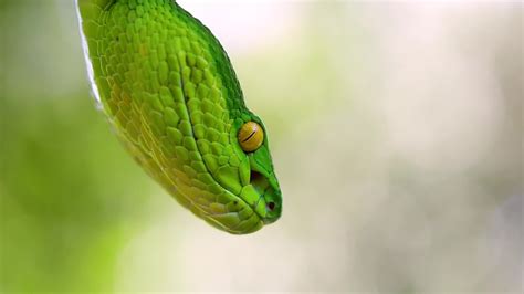 Venomous Viper Snake image - Free stock photo - Public Domain photo ...