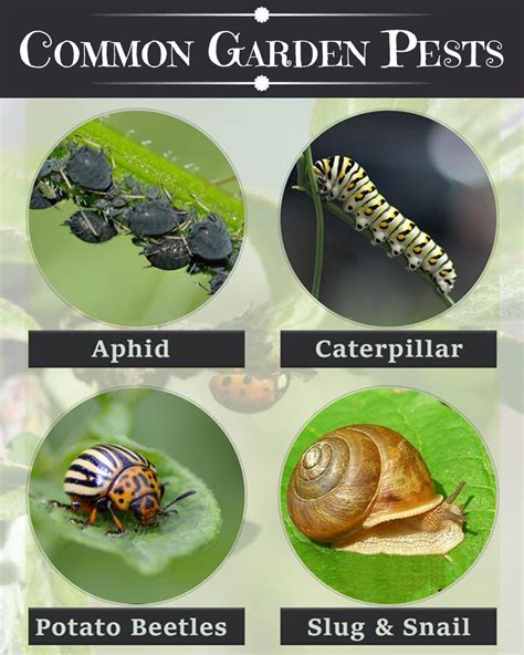 Common Garden Pests 🐌 in 2021 | Garden pests, Organic gardening pest control, Pests