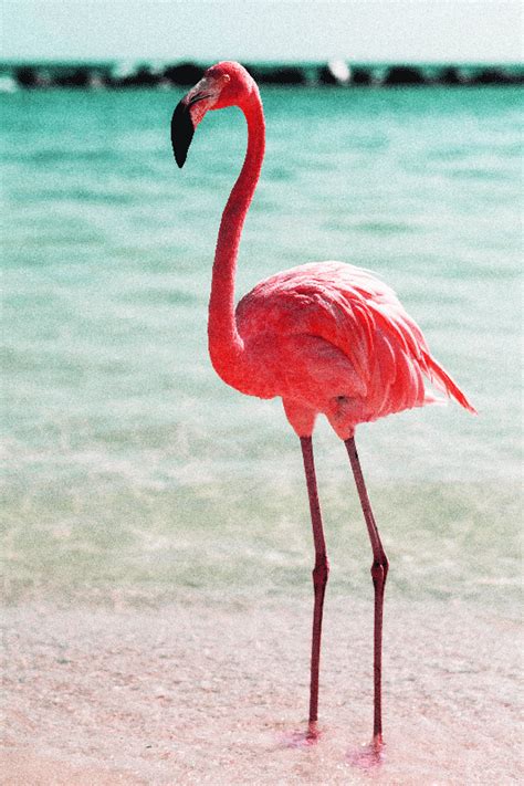 Cute flamingos on the beach master bedroom canvas wall art - TenStickers