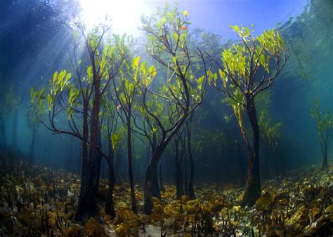 Wallpaper : water, underwater, plants, leaves, lake, sun rays, natural light 2560x1829 - 0z0z ...