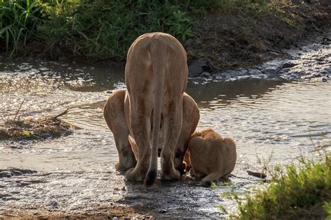 Lioness and Cub at Serengeti Watering Hole Photograph by Mary Lee Dereske