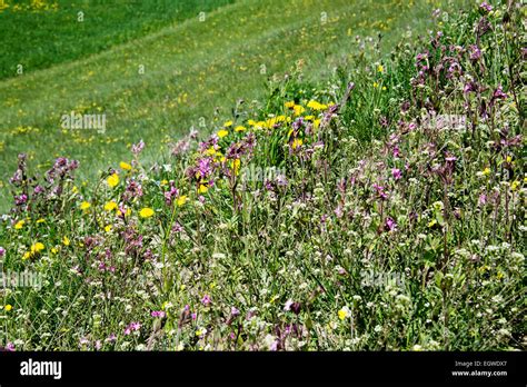 Mountain flowers meadow in the Alps Stock Photo - Alamy