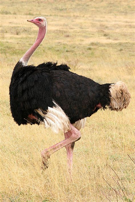 Ostrich Facts | Ostriches | African Animals