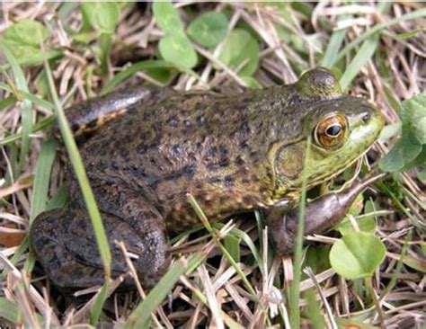 American Bullfrog Tadpoles for Sale | Arizona Aquatic Gardens