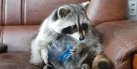 Raccoon Has a Hilarious Reaction When It Realizes Its Grapes Are Gone