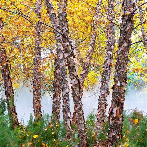 Heritage® River Birch Trees for Sale– FastGrowingTrees.com