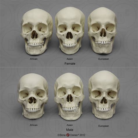 Forensic Anthropology K-12 Set: Geographic Ancestry - Bone Clones ...