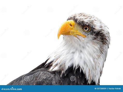 Bald Eagle Royalty Free Stock Images - Image: 33728059