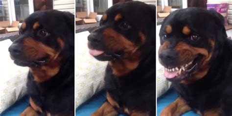 Adorable Rottweiler Puppy Shows Us His 'Mean Face'