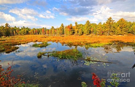 Muskoka Fall Colors Photograph by Charline Xia - Fine Art America