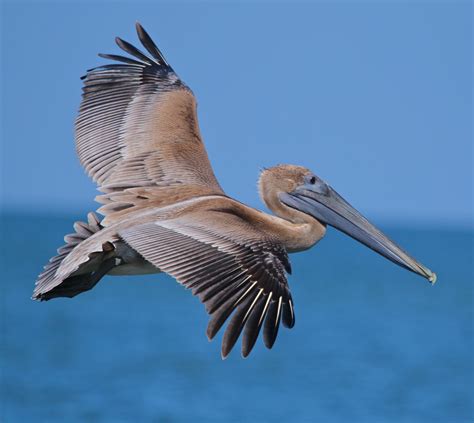 Free photo: Flying Pelican - Animal, Bird, Flying - Free Download - Jooinn