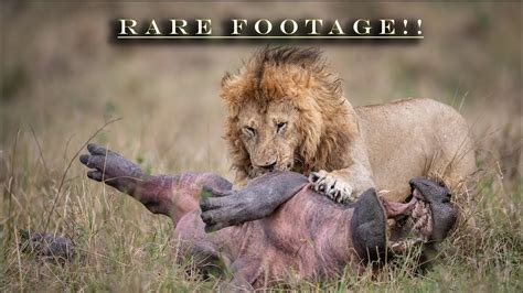 Rare Footage of a Male Lion Hunts Hippo During the Great Migration in the Maasai Mara, Africa in ...