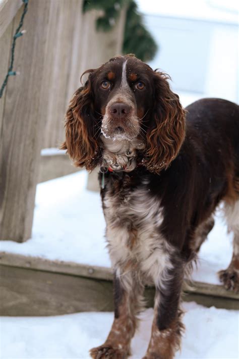 English Springer Cocker Spaniel Mix Puppies