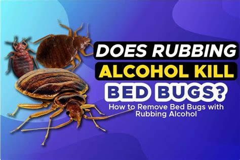 Does Rubbing Alcohol Kill Bed Bugs? How To Remove Bed Bugs With Rubbing Alcohol