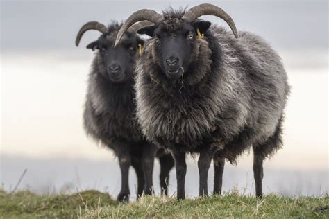 10 Facts about Hebridean Sheep - Red Rock Scenic By Way