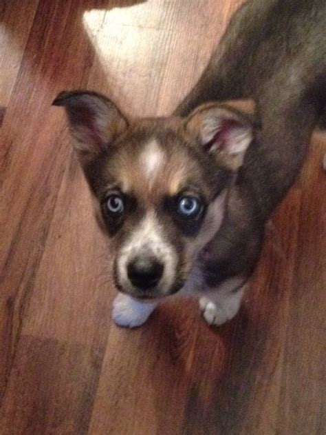 Husky/Wolf/Border Collie mix puppy | Border collie mix puppies, Collie mix, Border collie mix