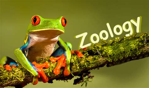 Zoology Assignment Help + Writing Services By Experts | Red eyed tree frog, Tree frogs, Frog