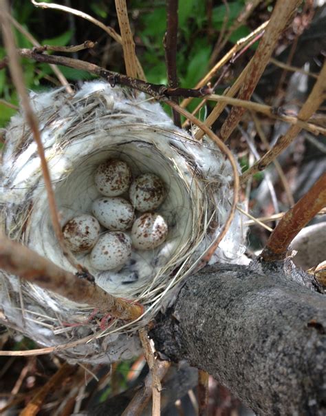 Yellow Warbler nest in 2024 | Yellow, Birds, Nest