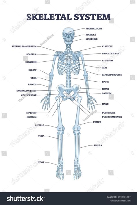 Human Skeleton Outline Photos and Images | Shutterstock