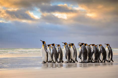 King Penguins, Falkland Islands wallpaper | animals | Wallpaper Better