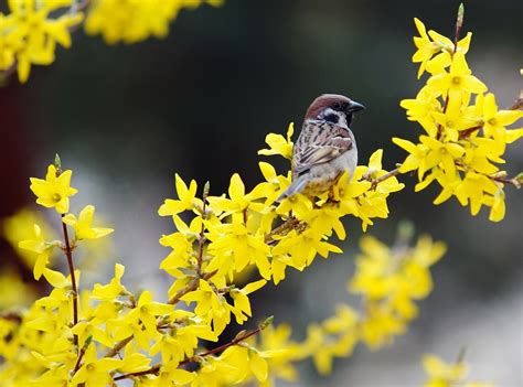 Forsythia Bushes: Planting, Growing, and Pruning Forsythias