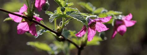 How to Grow Salmonberries (Rubus spectabilis)