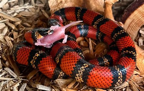 What Do Milk Snakes Eat: Discover What These Critters Include In Their Menu!