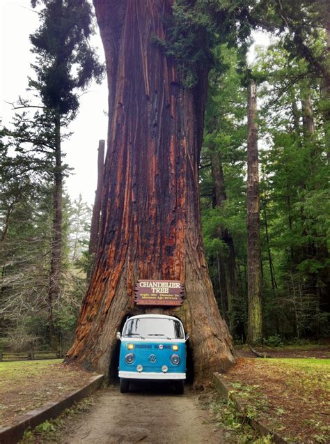 Drive Through a Redwood