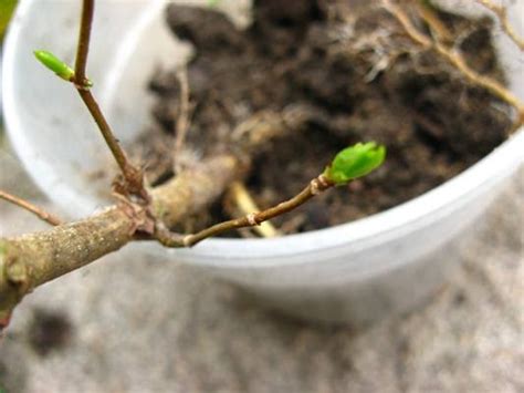 Ewa in the Garden: Hydrangea propagation easiest way