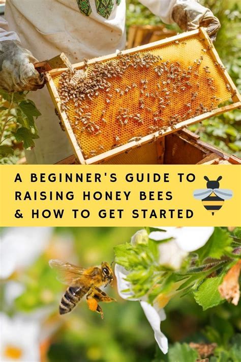 A Beginner's Guide To Raising Honey Bees & How To Get Started | Honey ...