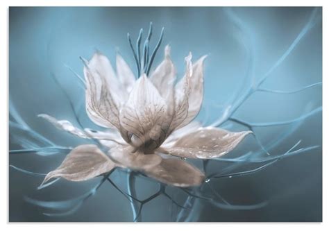 Frozen Flower Image 'Ice Flower', Fantasy Art on Metal or Acrylic - Contemporary - Photographs ...