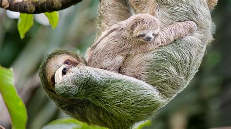 Things you might not know about sloths - CGTN